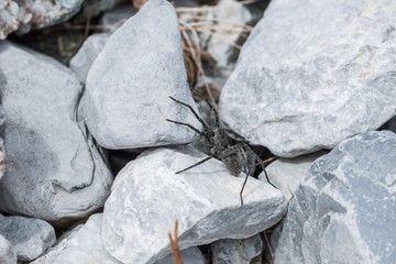 Schwarze Spinne sitzt auf Steine in der Sonne, Österreich