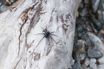 Schwarze Spinne sitzt auf Steine in der Sonne, Österreich