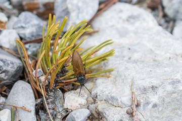 Ein Schnellkäfer krabbelt über Kiefernadeln und Steinen