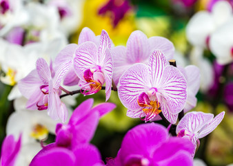 Close-up of white orchid with purple stripes Happy Minho