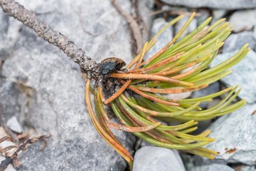 Ein Schnellkäfer krabbelt über Kiefernadeln und Steinen © stgrafix