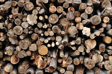 Fototapeta premium Baumstämme // Wood