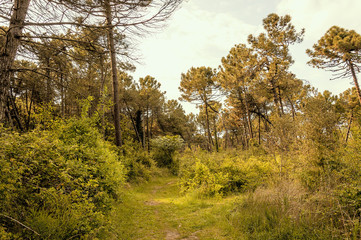 Little pathway in a natural park close to the seacoast of the Adriatic sea