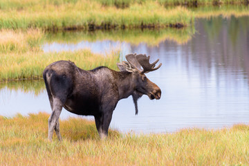 Wild Moose in the Rocky Mountains of Colorado