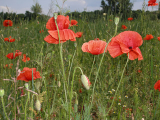 Wild poppies blossom in the field