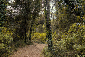 Little pathway in a natural park close to the seacoast of the Adriatic sea