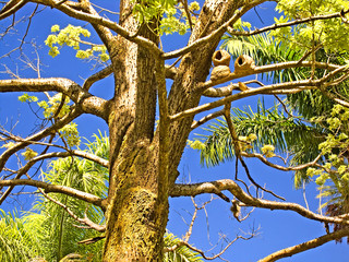 Large tree with a nest of the Clay-eared bird. Blue sky.