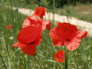 Wild poppies blossom in the field