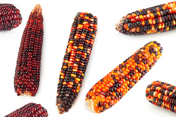 Ornamental corn closeup on white