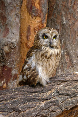 Small owl