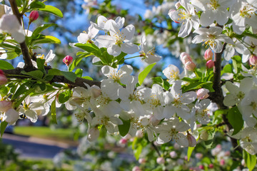 Colorful Cherry blossom background - close-up of blooms on a  tree