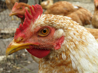 Brown chickens in the aviary. Laying hen on the farm, close-up, poultry concept