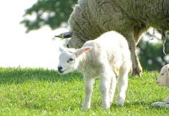 Obraz premium Lamb