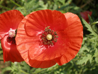 Wild red poppies bloom in the field. Summer day.