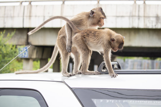 Monkeys sit on roof car.