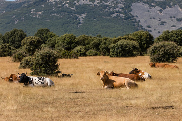 Cows in the fields of Salamanca, Spain