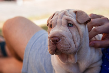 Pet owner with his shar pei puppy 