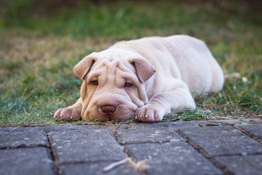Shar pei puppy dog  - Powered by Adobe