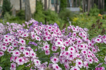 Purple flowers in a garden 