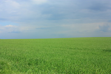 Obraz na płótnie Canvas Grain field // Kornfeld 