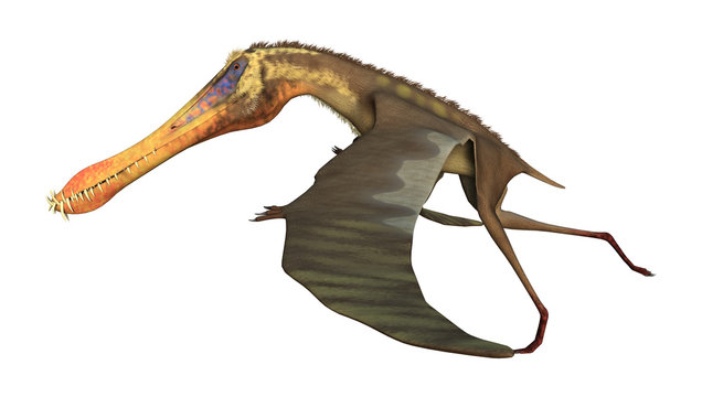 3D Rendering Pterodactyl Anhanguera on White