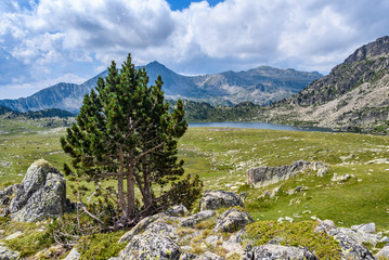 Fototapeta premium Lonely tree near Montmalus Lake in Andorra