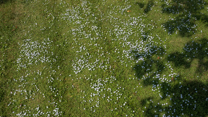Tiny blue flowers on green lawn
