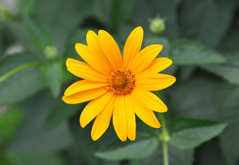 Jerusalem artichoke or girasol (Helianthus tuberosus)