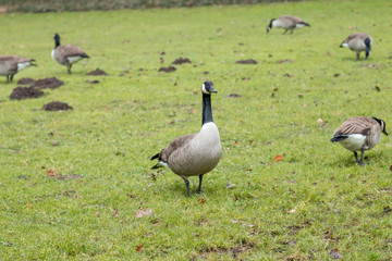 Canadian goose