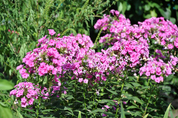 Wither phlox flower