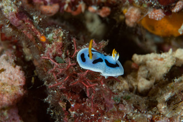 Chromodoris dianae Nudibranch
