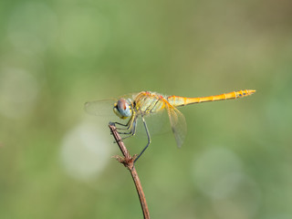 Sympetrum fonscolombii