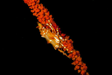 Wire Coral Crab Xenocarcinus tuberculatus