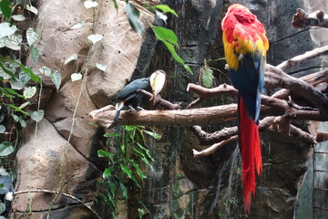 Guacamayo y tucán