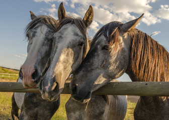 Tres caballos al sol III © JoseMaria