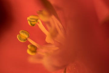 Abstract macro photo of a red flower
