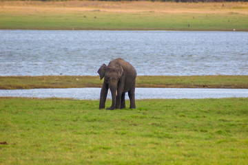 Indian Elephant Sri Lanka