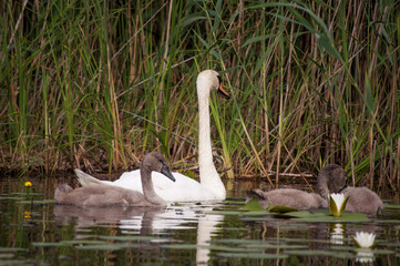 Family of swans with chickens swim along the lake