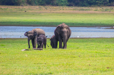 Naklejka na ściany i meble Indian Elephant Sri Lanka
