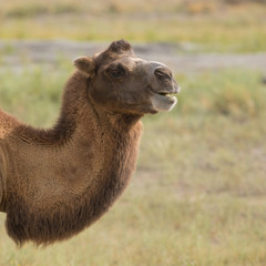 Two-humped Camel, Bactrian in nature, Kazakhstan