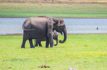 Naklejka na ściany i meble Indian Elephant Sri Lanka