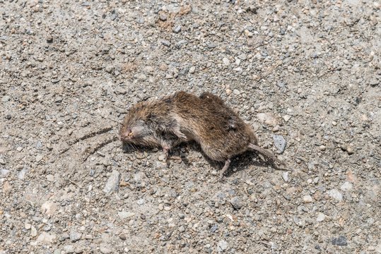 Eine tote Maus auf einem Schotterweg, Österreich