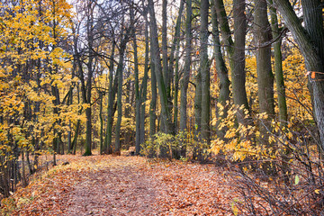 Beautiful autumn landscape in the park