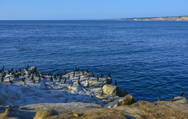 Wild Life at Pacific Ocean 