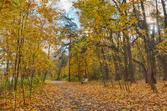 Beautiful autumn landscape in the park