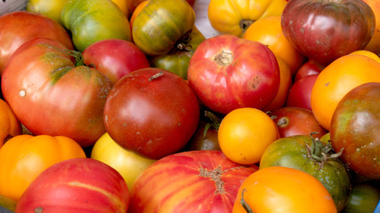 different rustic tomatoes from the garden