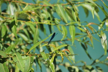Dragonfly on a shrub and the Vrbas river. In the Tjesno canyon, near Banja Luka, Bosnia and Herzgovina,  South-east Europe.