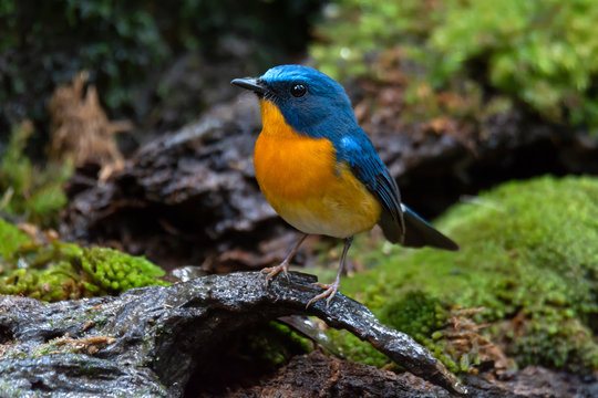 Bird in blue and orange color in nature,front view..Colorful mature flycatcher male bird in full plumage perching on log beside a pond in deep rainforest  of Thailand.