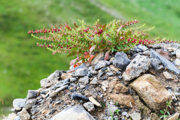 Wild flower in caucasian mount near Kazbeg