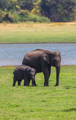 Fototapeta na wymiar Indian Elephant Sri Lanka